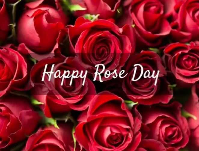 Happy Rose Day 2023 Wishes 🌹Images, Whatsapp Status Download